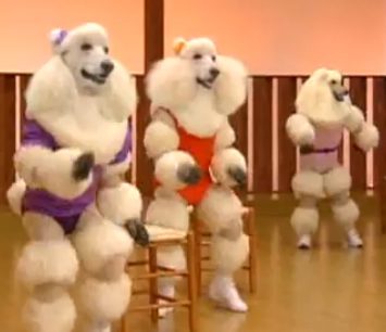 Poodles in colorful workout outfits