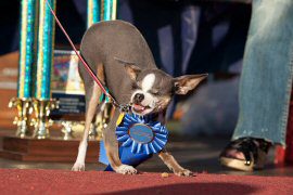 Small dog wearing award ribbon