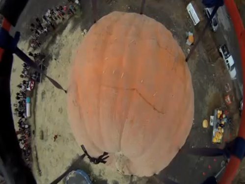Giant pumpkin viewed from above