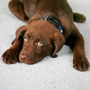Chocolate Labrador lying down