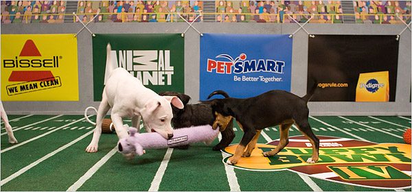 Puppies playing with toy on field