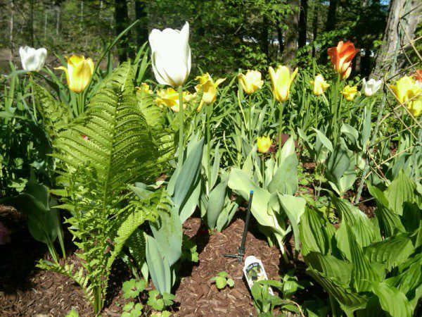 Vibrant tulips blooming in springtime garden.
