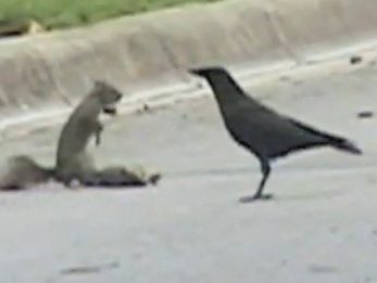 Crow and squirrel interaction on pavement