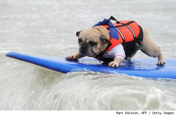 Bulldog surfing on a wave