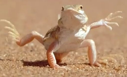 Lizard standing in the sand