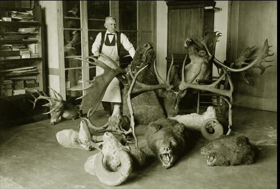 Room filled with taxidermy animal heads