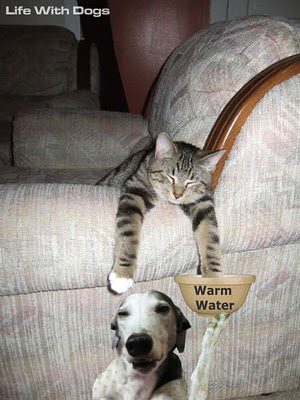 Cat relaxing on armchair