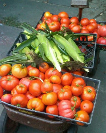 Harvested tomatoes and corn on display