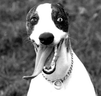 Black and white photo of playful dog