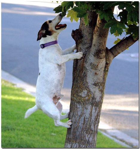 Dog jumping against tree trunk