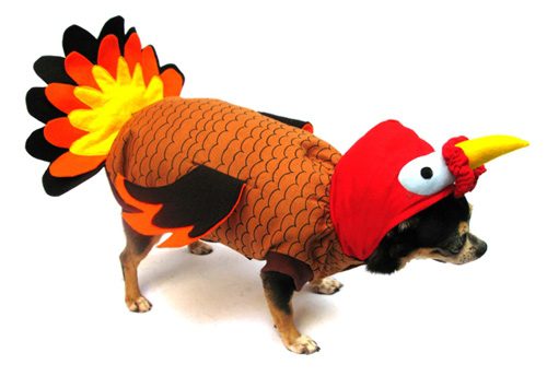 Pet dressed as a turkey