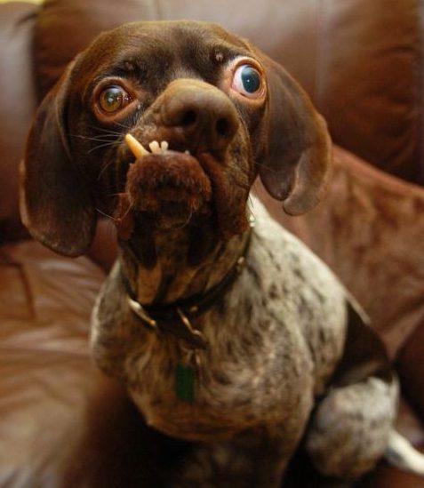 Dog with unique facial expression on couch