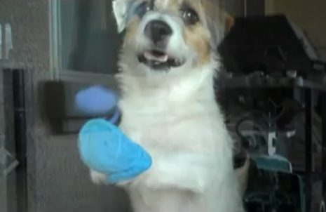 Dog with blue socks on front paws