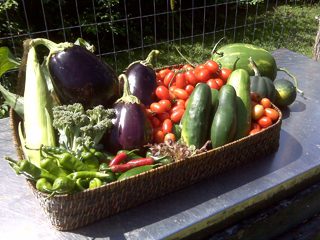 Fresh garden vegetables in a basket