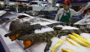 Crocodiles on ice display at market