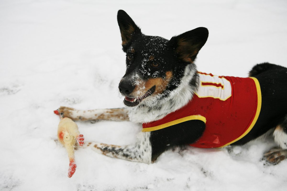 Snowy day with dog in jersey