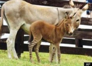 Donkey and zonkey standing together