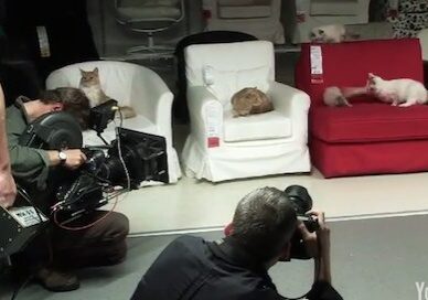 Photoshoot with cats on furniture