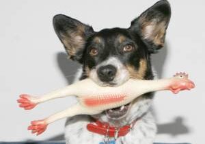 Dog with rubber chicken toy