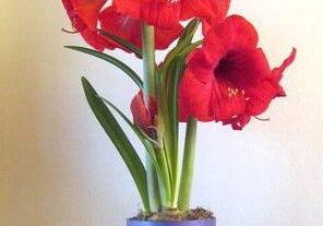 Red amaryllis flowers in a blue pot