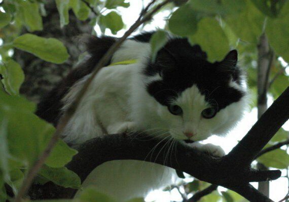 Black and white cat perched in tree