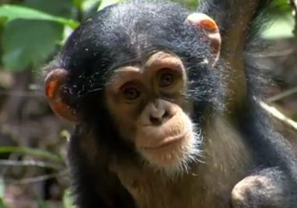 Baby chimpanzee with alert expression