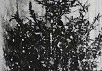 First_Electric_Tree-149x300-1-1