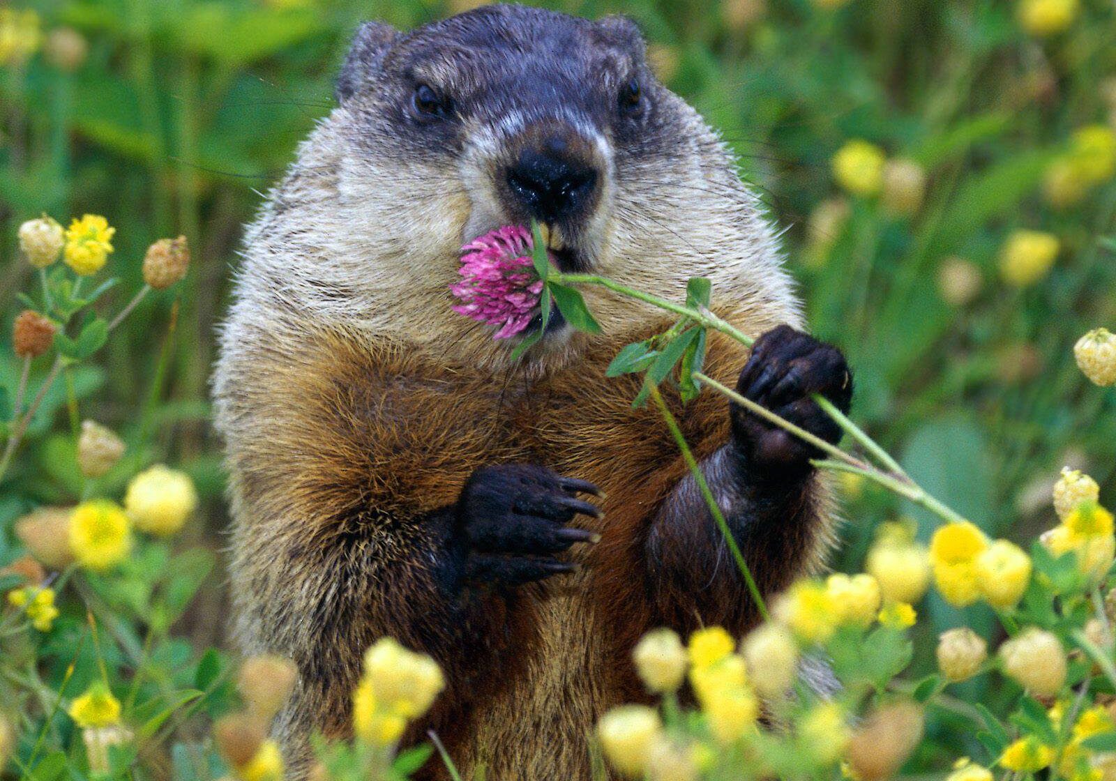 Marmot with wildflower in meadow