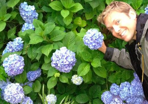 Happy individual near purple hydrangea flowers