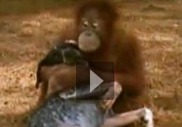 Primate cuddling with canine