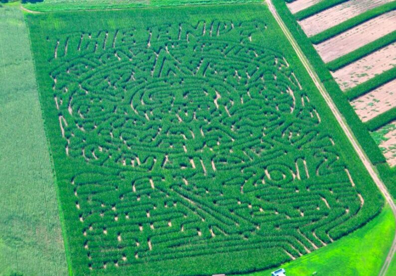 Elaborate design in a cornfield maze