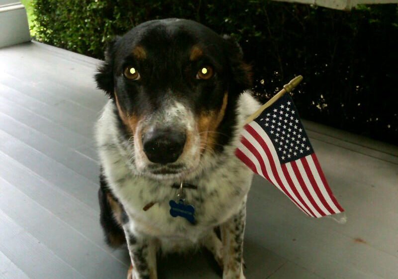 Dog with American flag on porch