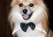 Pomeranian with a stylish bow tie