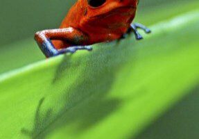 Red frog on a green leaf
