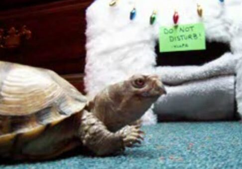 Tortoise beside a cozy decorated house