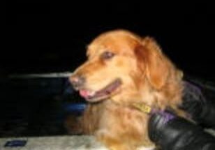 Golden retriever on a boat at night