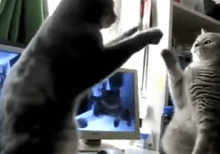 Two cats playing on a desk