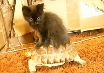 Kitten perched atop a turtle
