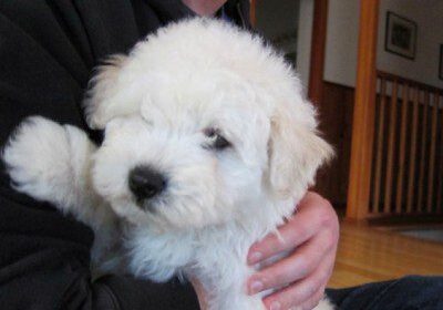 Cute puppy being cuddled indoors