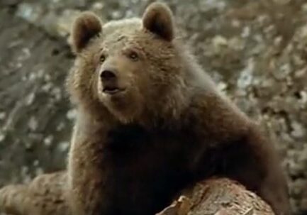 Bear climbing on a rocky surface