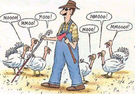 Turkeys mimic cow sounds with farmer