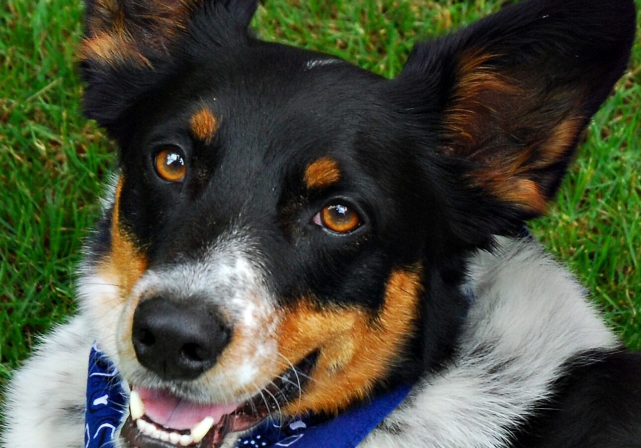 Happy dog wearing a blue bandana