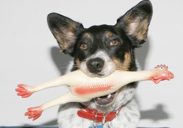 Dog biting a rubber chicken toy
