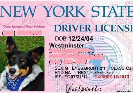 Funny dog ID card