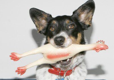 Playful dog with toy chicken