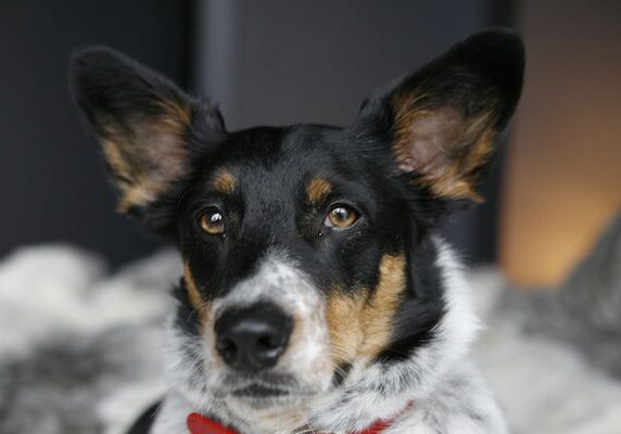 Alert dog with pointed ears