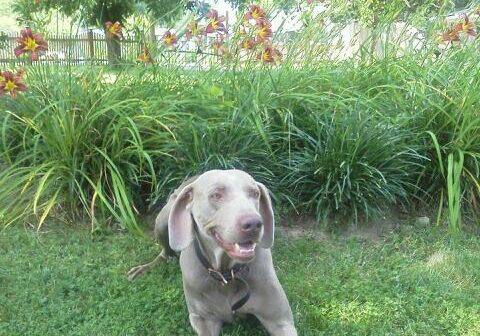 Weimaraner resting by flowers