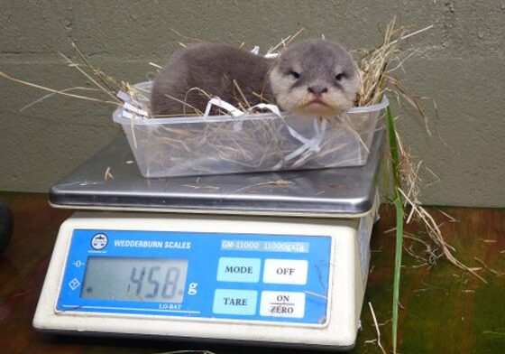 Cute otter in a plastic container