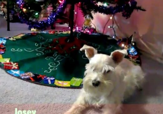 Dog resting under holiday decorations