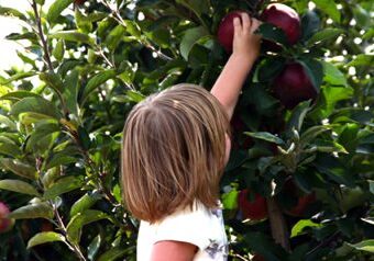 Kid harvesting apples outdoors